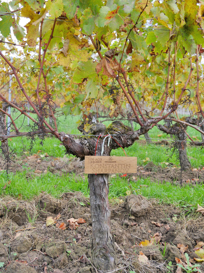 Виноградник на урожай